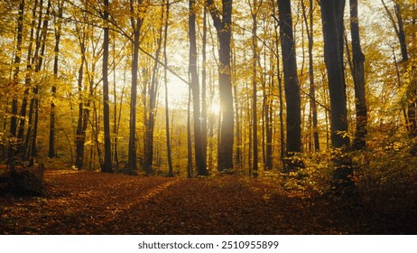 Autumn forest scenery with rays of warm light lighten the gold foliage and a footpath leading into the scene - Powered by Shutterstock