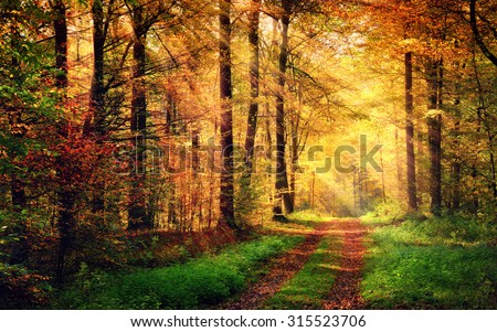 Autumn forest scenery with rays of warm light illumining the gold foliage and a footpath leading into the scene