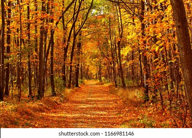 Autumn forest scenery with road of fall leaves & warm light illumining the gold foliage. Footpath in scene autumn forest nature. Vivid october day in colorful forest, maple autumn trees road fall way - Shutterstock ID 1166981146
