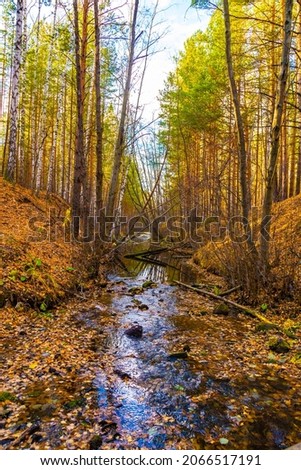 Autumn forest scenery with road of fall leaves and warm light illumining gold foliage. Footpath in scene autumn forest nature. Vivid october day in colorful forest.