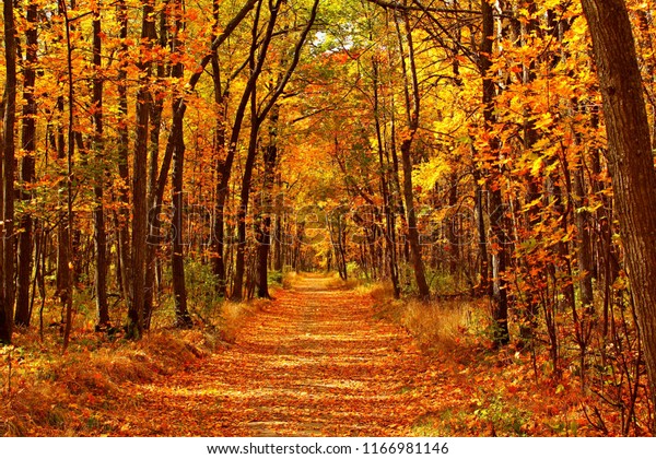 秋の葉の道と秋の森の風景 の写真素材 今すぐ編集