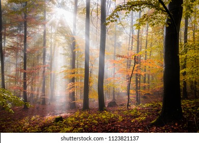 Autumn Forest Slovakia - Shutterstock ID 1123821137