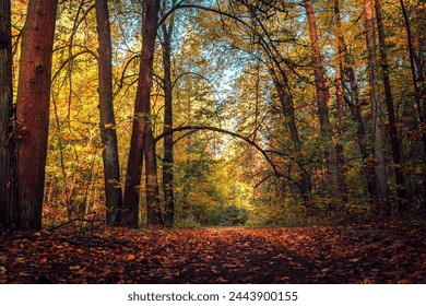 Autumn forest in the sunny day. Orange color tree, red brown leaves in fall city park. - Powered by Shutterstock