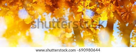 Similar – Image, Stock Photo Golden autumn season concept