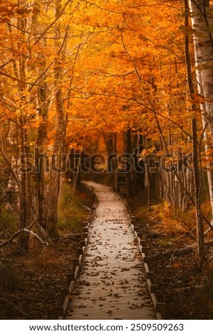 Autumn Forest Trail Boardwalk Fall Foliage.Jesup Trail Acadia National Park New England. Orange Leaves, White Birch Trees. Moody Fall Scene