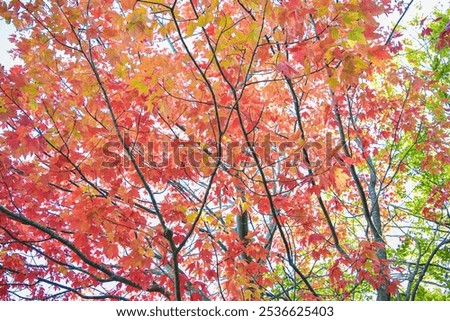 Similar – Foto Bild Indian Summer Natur