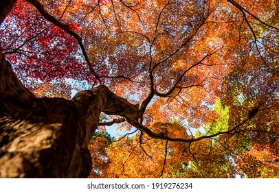 Autumn Forest Tree Top View From Below