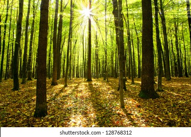 autumn forest trees. nature green wood sunlight backgrounds. - Shutterstock ID 128768312