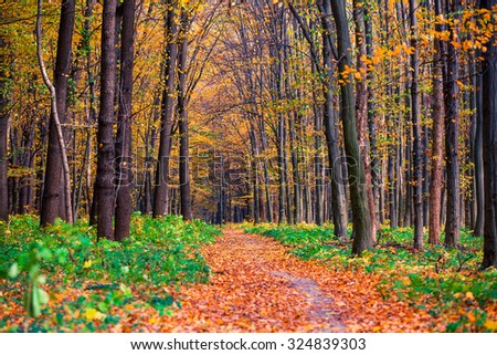 Similar – Image, Stock Photo autumn foliage Environment