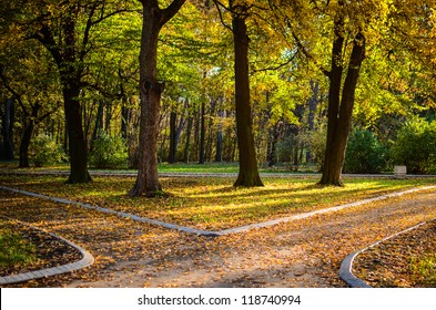 Autumn Forest With Two Paths