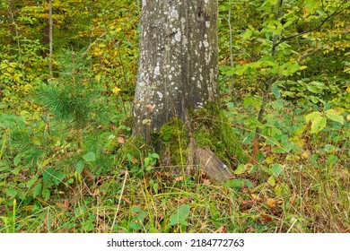 Autumn Forest Vegetation Near The Beech Trunk