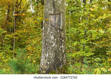 Autumn Forest Vegetation Near The Beech Trunk