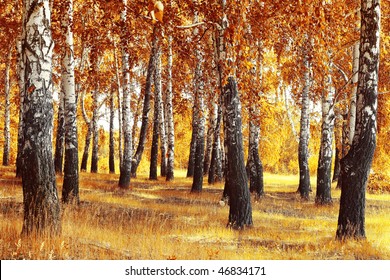 Autumn forest with yellow birches and dry herb - Powered by Shutterstock