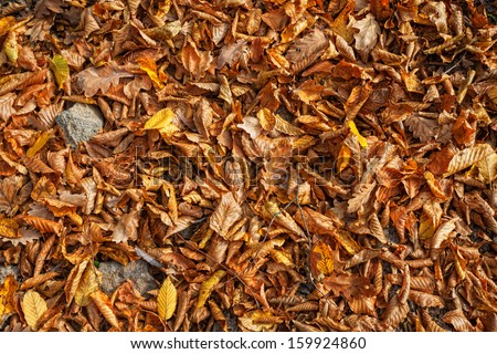Autumn in the forest. A lot of yellow and orange dry leaves lying on the ground