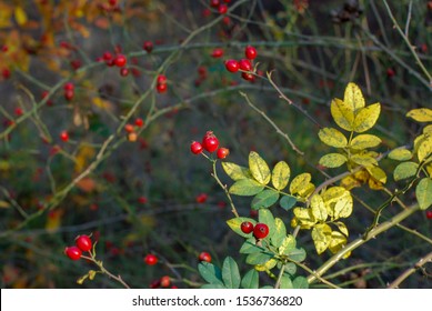 In the autumn forest you can see the red edible rosehip berries