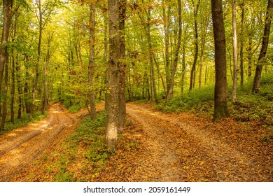 Autumn in the forest.Autumn leaves. Autumn forest on a sunny day. - Shutterstock ID 2059161449