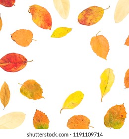 Autumn frame of bright fall tree leaves on white background. Flat lay, top view