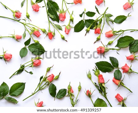 Similar – Tropical flower and palm leaves on white