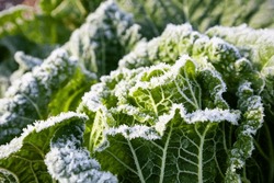 Autumn Frost, Frost On A Green Leaf Of Cabbage