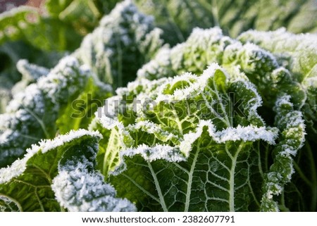 autumn frost, frost on a green leaf of cabbage