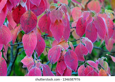 Autumn Frost On Pagoda Dogwood