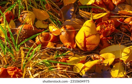 Autumn fruits fell to the ground. There is something incredibly nostalgic and meaningful about the annual fall fruit cascade. - Shutterstock ID 2310604975
