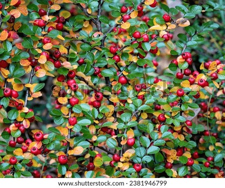Autumn fruits and leaves Cotoneaster horizontalis, Autumn background. 
