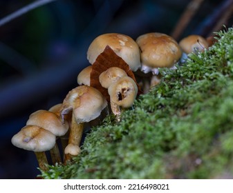 Autumn Fungi Growing On A Mossy Tree Trunk.