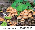 Autumn Fungi at RSPB Leighton Moss