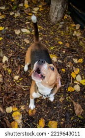 Autumn Funny Beagle Dog Barking 
