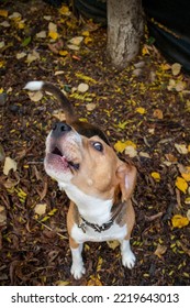 Autumn Funny Beagle Dog Barking 
