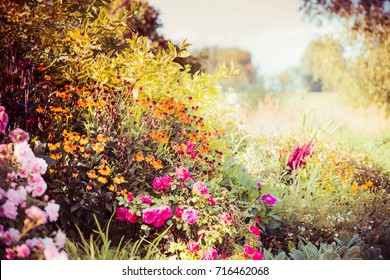 Autumn Garden Background With Various Fall Flowers