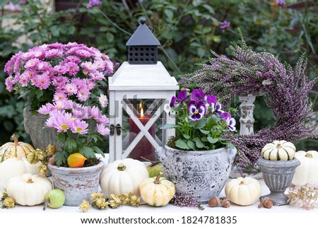 autumn garden decoration with flowers in vintage pots, pumpkins and lantern