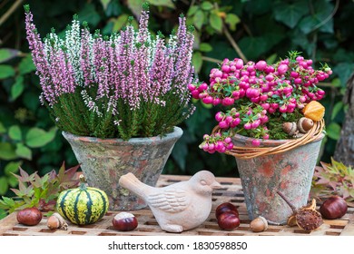 Autumn Garden Decoration With Pink Prickly Heath And Heather Flower In Terracotta Pots 