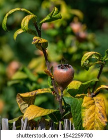 Autumn Garden With Friut Tree