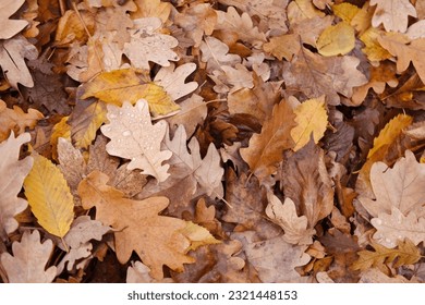 Dry Leaves Photos, Download The BEST Free Dry Leaves Stock Photos & HD  Images