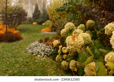 autumn garden view with white hydrangea. Natural fall garden with curvy lines