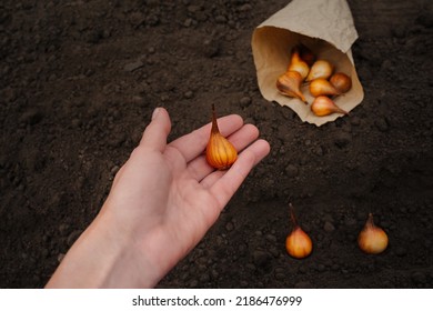 Autumn Garden Work, Planting Tulip Bulbs In The Ground. A Woman's Hand Holds Bulbs For Planting In The Ground. Plant Transplant Concept.