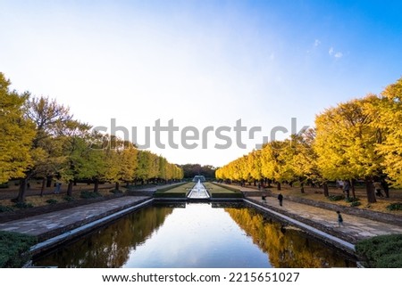 autumn ginkgo tree tunnels in Showa Memorial park