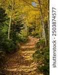 Autumn golden aspen tree forest, and pine trees lining a golden leaf covered hiking trail 