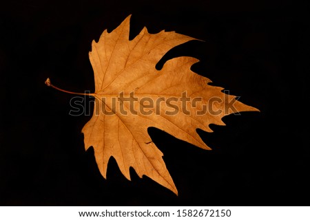 autumn golden dried leaf close up  Stock fotó © 