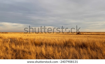 Autumn golden field, endless steppes of Kazakhstan, Astana, 2020