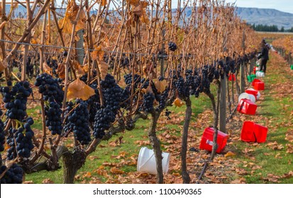 Autumn Grape Harvest, Central Otago Pinot Noir