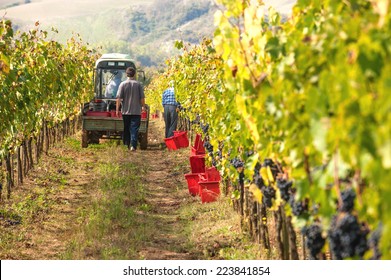 Autumn Grape Harvest In Tuscany, Italy