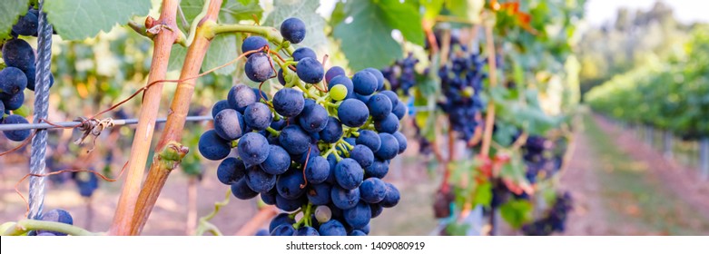 Autumn grapevine in Vineyards, German Wine Road, Rhineland Palatinate Germany. New vintage wine background concept, banner. Syrah ( Shiraz ) Dark-skinned variety of grape for red wine.
