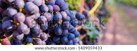 Autumn grapevine in Vineyards, German Wine Road, Rhineland Palatinate Germany. New vintage wine background concept, banner. Blue Wine grapes on vine. Dark skinned grapevine for red wine