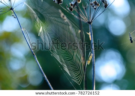 Similar – Image, Stock Photo Branch with luminous leaves of a beech in backlight against a dark background