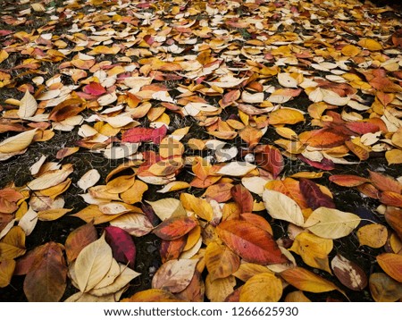 Similar – Autumn leaves Nature Leaf