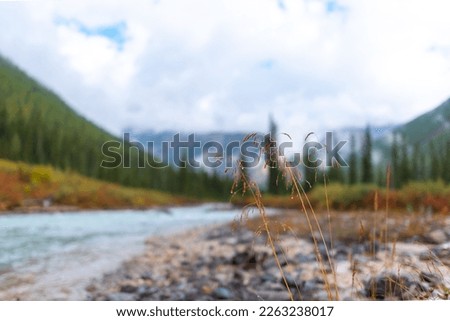 Autumn grass on the stones near the alpine river Shavla against the background of the shore with a spruce forest and fog in the morning after rain