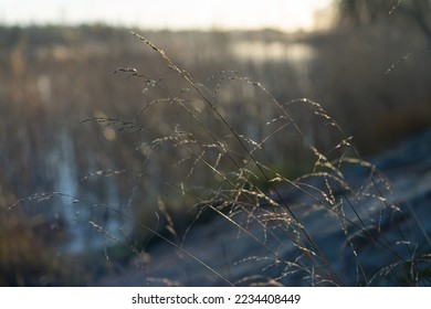 Autumn grass in the sun on the background of a lake with reeds. Natural background.